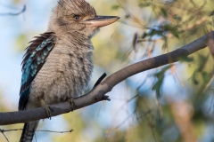 Blue-winged kookaburra