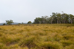 Cradle mountain