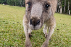 Eastern grey kangaroo 1