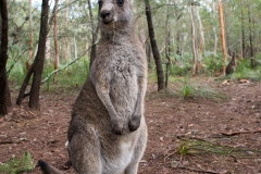 Eastern grey kangaroo 2