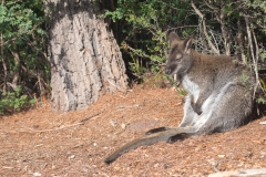 Eastern grey kangaroo 3