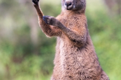 Eastern grey kangaroo 3