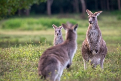 Eastern grey kangaroos 1