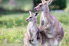 Eastern grey kangaroos 2