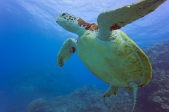 Green turtle