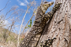 Lace monitor