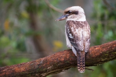 Laughing kookaburra