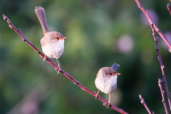 Superb fairy wrens