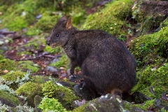 Tasmanian pademelon