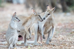 Wallabies 1