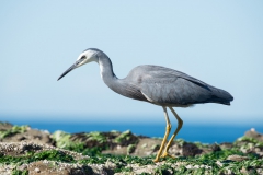 White faced heron