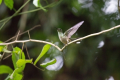 Colibri du Costa Rica 2