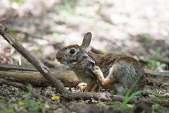 Lapin du Brésil