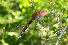 Oiseau du Costa Rica