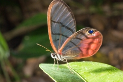 Papilion du Costa Rica