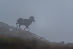 Mouflon dans la brume