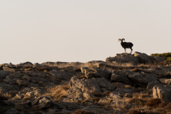 Mouflon sur un haut-plateau