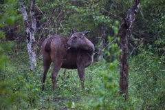 Cerf Sambar