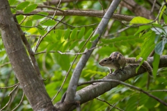 Écureuil palmiste