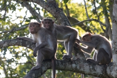 Macaques à bonnet