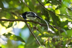 Oiseau du Marojejy