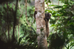 Female white headed lemur