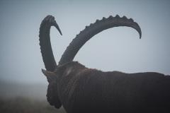 Male ibex
