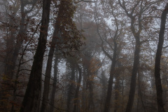 Autumn fog in an oak forest