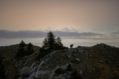 Silhouette de chamois