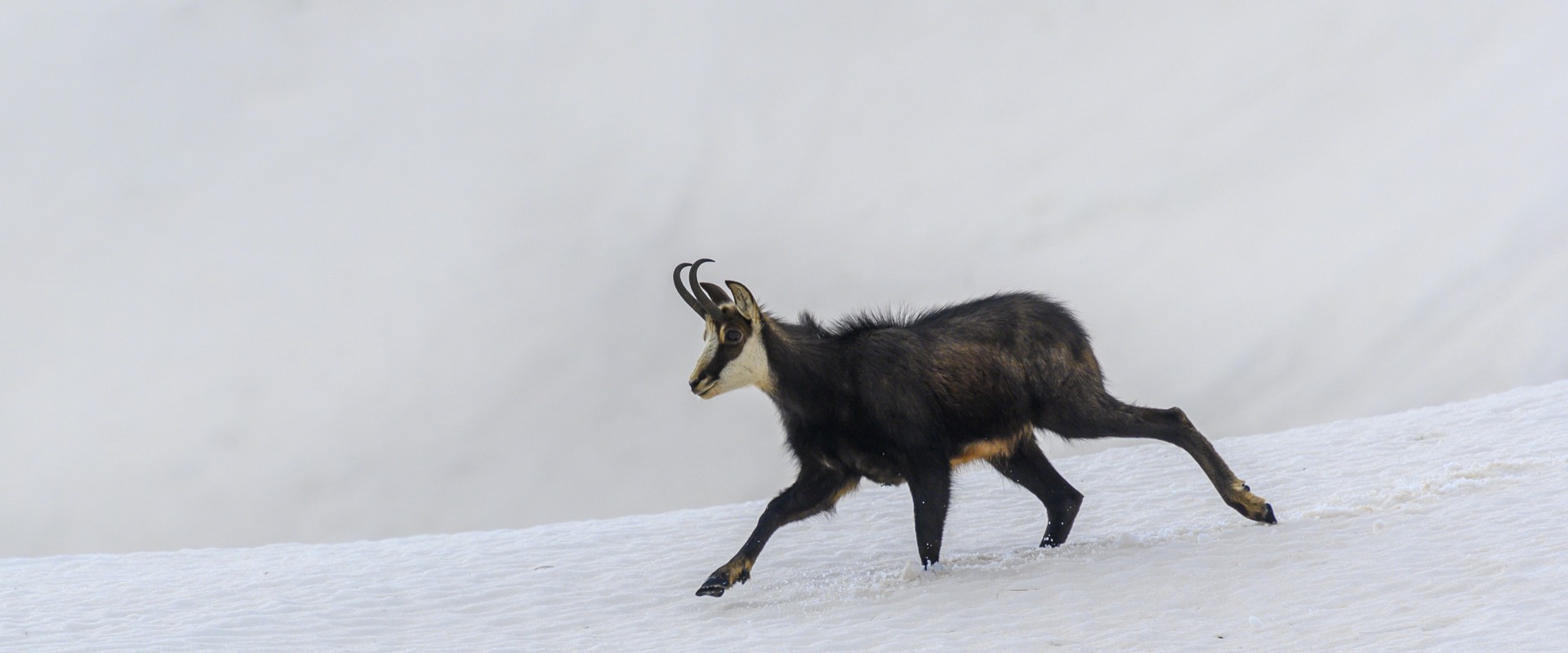 Une photographie d'un chamois, prise en Suisse